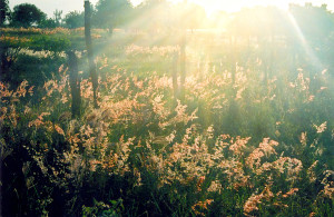 magnificent light shining