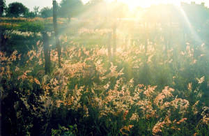 shining light on meadow